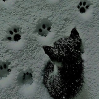 Telegram profile photo for флик