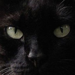 Telegram profile photo for Черный кот котик котенок Черная кошка пантера Черные котики коты кошки фото арт картина картинка дизайн art черная черный черные