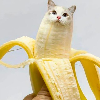 Telegram profile photo for Banana Cat Portal
