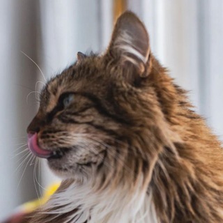 Telegram profile photo for Радійний кітик😺