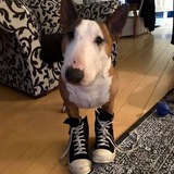 Telegram profile photo for upmadeit