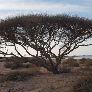 Telegram profile photo for قشموند - زندگی در جزیره