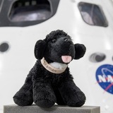 Telegram profile photo for Seaman Jr