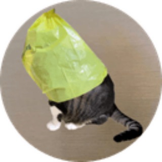 Telegram profile photo for catwifbag - The dogwifhat Owner's Cat