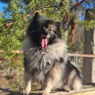 Telegram profile photo for медведь