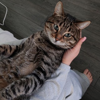 Telegram profile photo for Тыквенный Щенок
