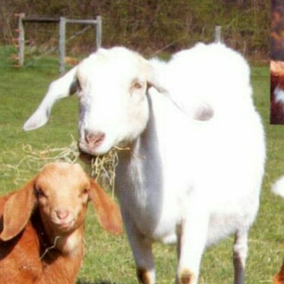 Telegram profile photo for Free Veterinary Books