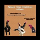 Telegram profile photo for Продажа птицы бойцовской О Шамо.