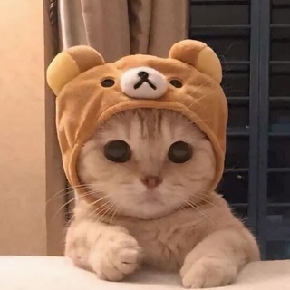 Telegram profile photo for catwifbear