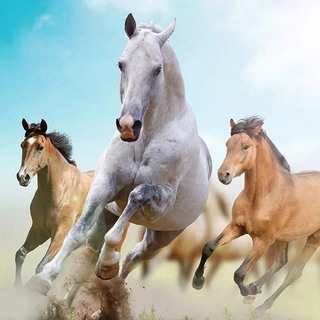 Telegram profile photo for питер жердеш халтура