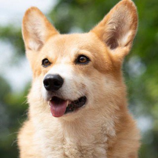 Telegram group profile photo for BNB Dog Inu Official Group