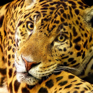 Telegram profile photo for Tambako Photography 🐆📷