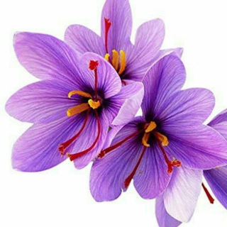 Telegram profile photo for پرورش زعفران