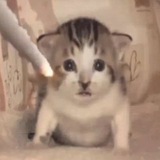 Telegram profile photo for ПоДвАл Симбы 😼