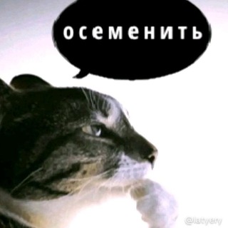 Telegram profile photo for Тгк:Барбос