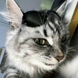 Telegram profile photo for 资本商铺