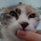 Telegram profile photo for ЩП котсс〽️