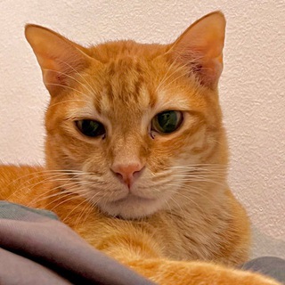 Telegram profile photo for MACK Portal