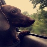 Telegram profile photo for 𝆥T𝚒𝚜𝚑𝚘𝚔 DW|🐾