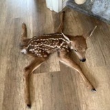 Telegram profile photo for fawn.