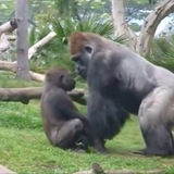 Telegram profile photo for CRYPTO APE