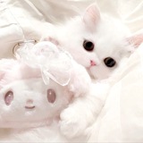 Telegram profile photo for 养只小猫测评合集