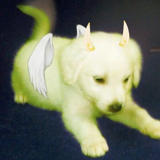 Telegram profile photo for суси дог