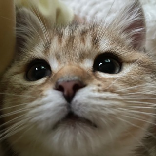 Telegram profile photo for Будни Гогушки