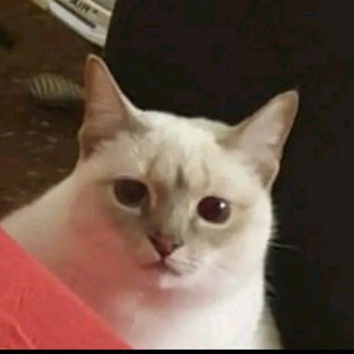 Telegram profile photo for Daily memes