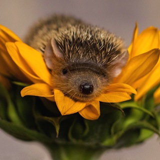 Telegram group profile photo for PIU: Aufsichtsbegleitung für Privatunterrichtende