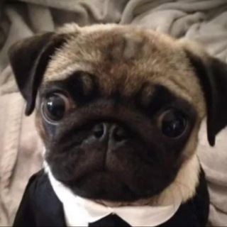 Telegram profile photo for mops prime