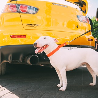 Telegram profile photo for car’s & dog’s