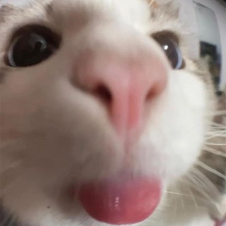 Telegram profile photo for ֢ ࣪ ݂ 𝖲ᥡ𑜀𝖻໑ᥣ𝗌 ׅ 𓄂𓆃 سیمبل