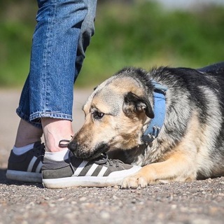 Telegram profile photo for ОвчаркиЛайт