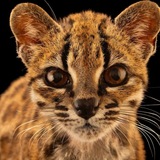 Telegram profile photo for 𐔌Кф Leopardus tilcayo ৎ