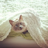 Telegram profile photo for visual debris