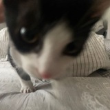 Telegram profile photo for Земунские котята