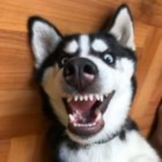 Telegram profile photo for ВИДЕО ПРИКОЛЫ С ЖИВОТНЫМИ