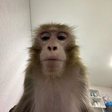 Telegram profile photo for Кизикмассан 😆🐁