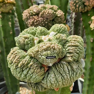 Telegram profile photo for Lidoma cacti