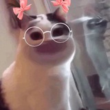 Telegram profile photo for 🐾meow🐾