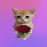 Telegram profile photo for Rofi