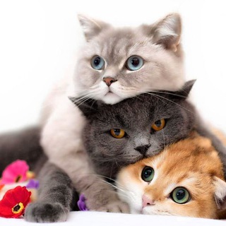 Telegram profile photo for محافظ گوربه پک | دوره های رایگان