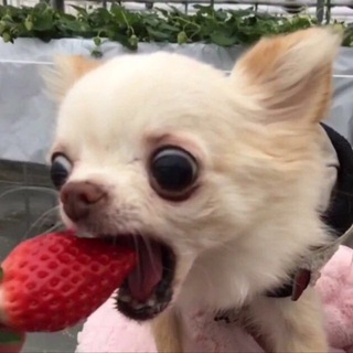Telegram profile photo for Печальная истеричка