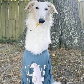 Telegram profile photo for ликс рисуетбомбоубежище