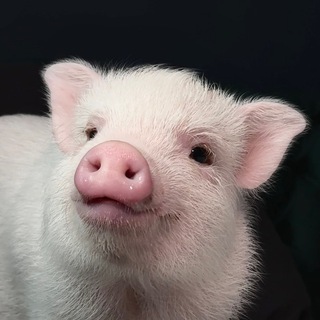 Telegram profile photo for МИНИ-ПИГ ФИЛИППИНА