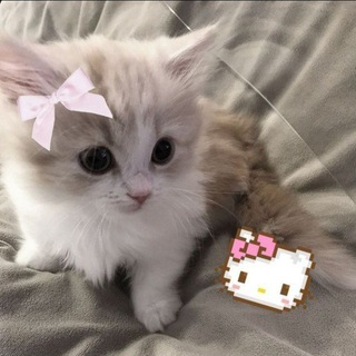 Telegram profile photo for Настюшка🫀