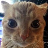 Telegram profile photo for полный пон
