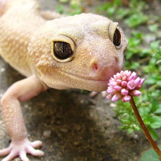 Telegram profile photo for Lizards Confession