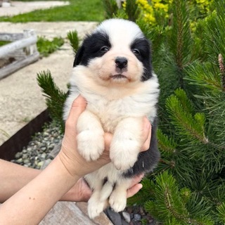 Telegram profile photo for пьосик